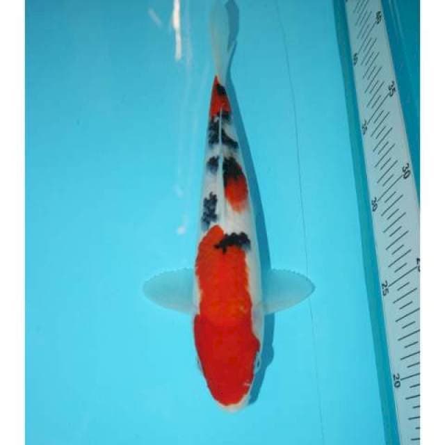 SANKE 23 CM