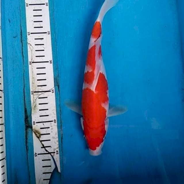 Kohaku