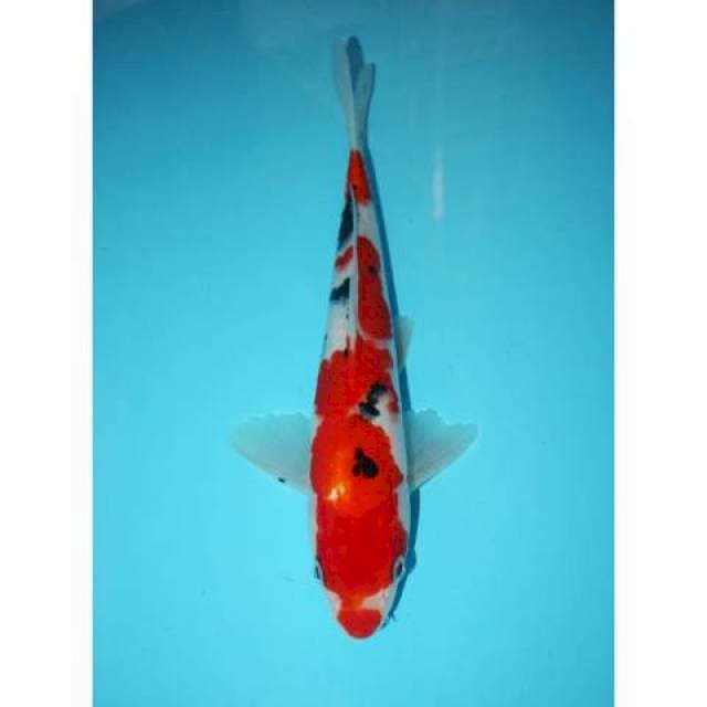 SANKE 29 CM