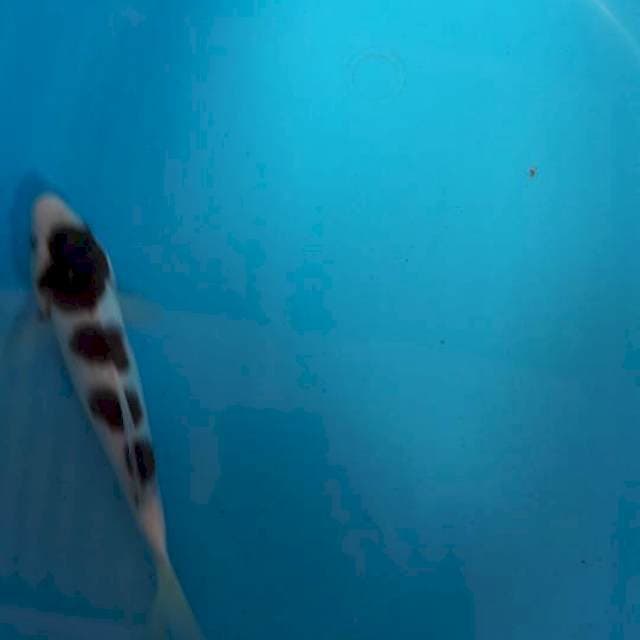 Goromo