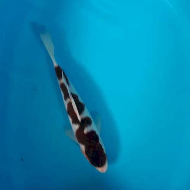 Goromo