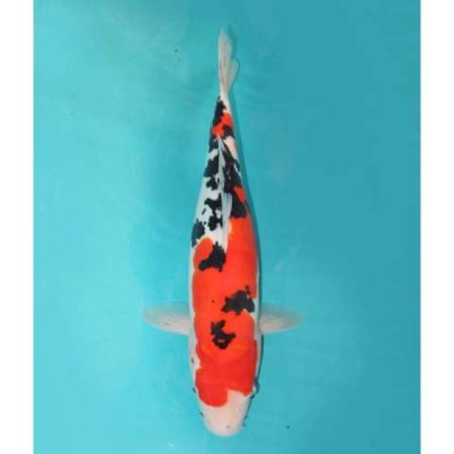 Sanke Doitsu 30 cm