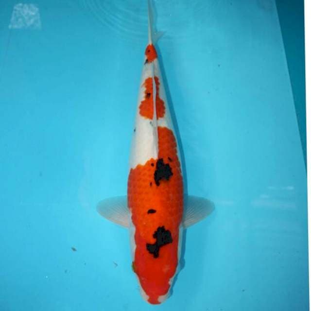 Sanke 41 cm