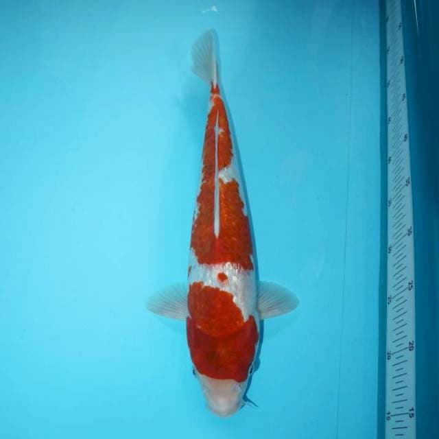 Kohaku Ginrin 39 cm
