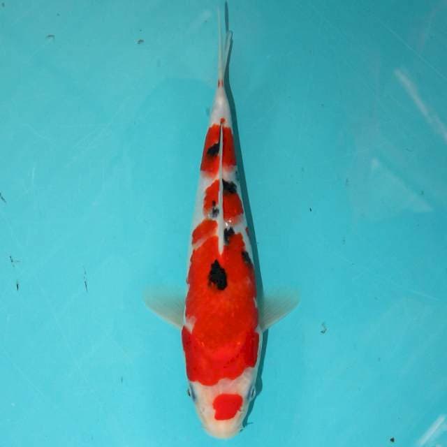 Sanke 21 cm