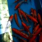 Mix Gosanke Ginrin 25 ekor