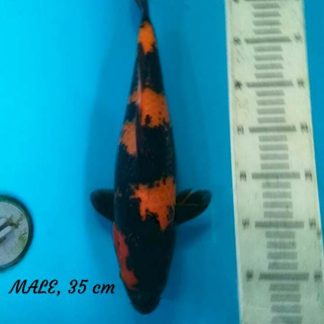 Hi Utsuri, Male, 35 cm