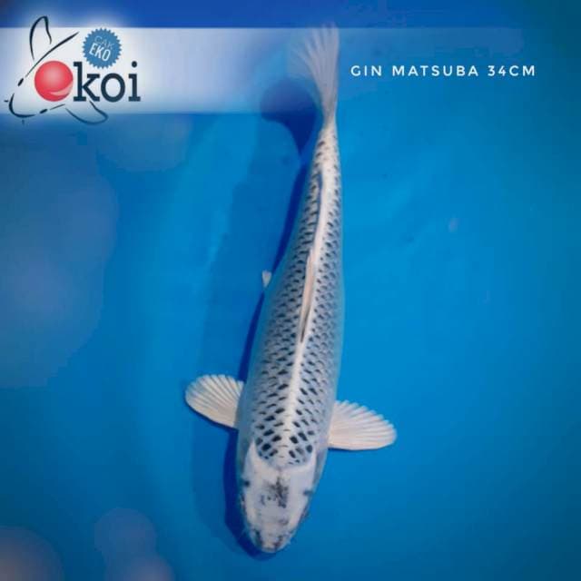 Gin matsuba 34cm female