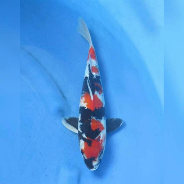 Maruten Showa Strong , 35cm 