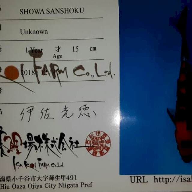 Showa strong isa