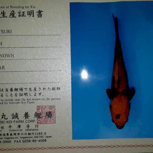 Hi utsuri marusei farm