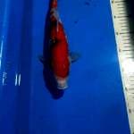 SANKE 32 CM