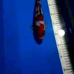 SHOWA RED STRONG 27 CM