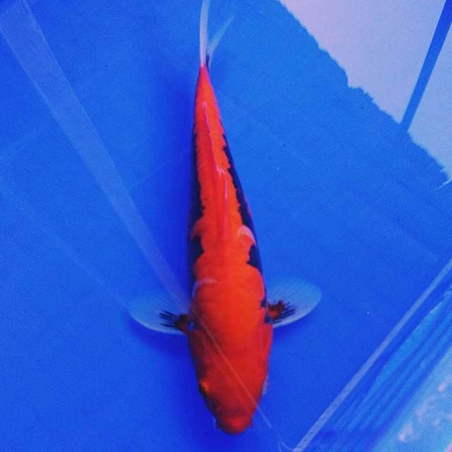 BENI KUMON 30CM T.A MALE