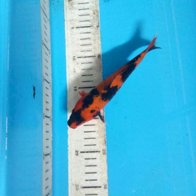 Hiut 18cm