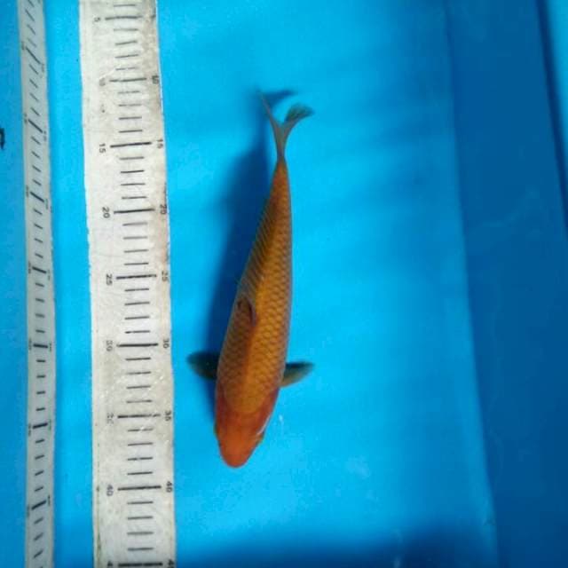 Chagoi 26cm
