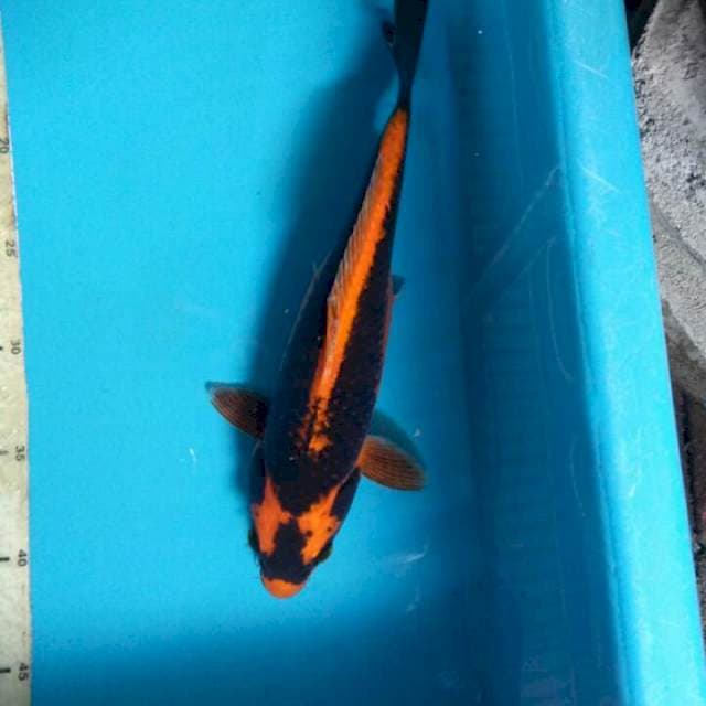 Kabuto 29cm
