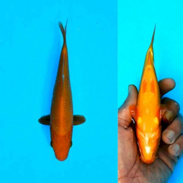 BENIGOI +