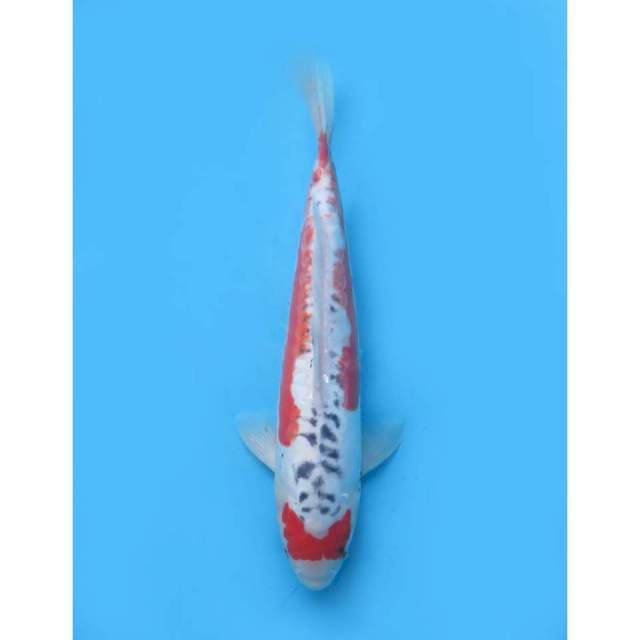 F1 Maruten Hanna Shusui , 38Cm