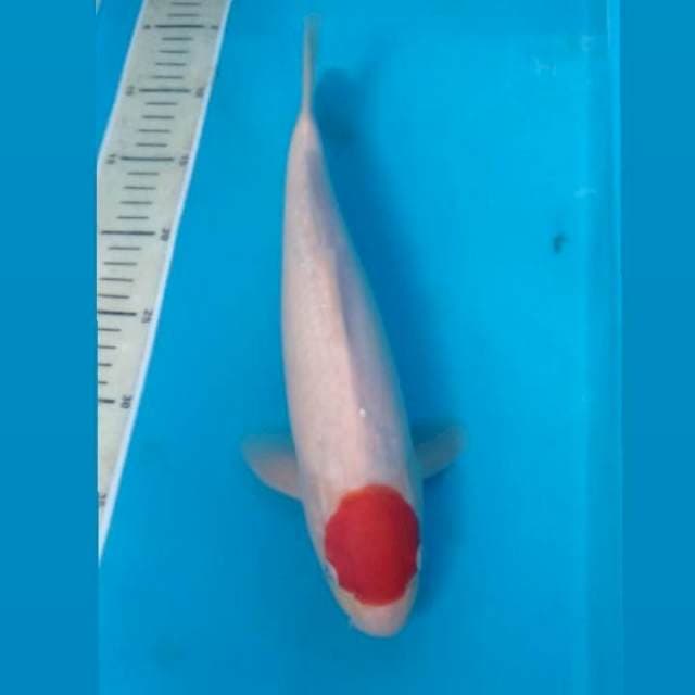 Tancho Jantan 33 cm