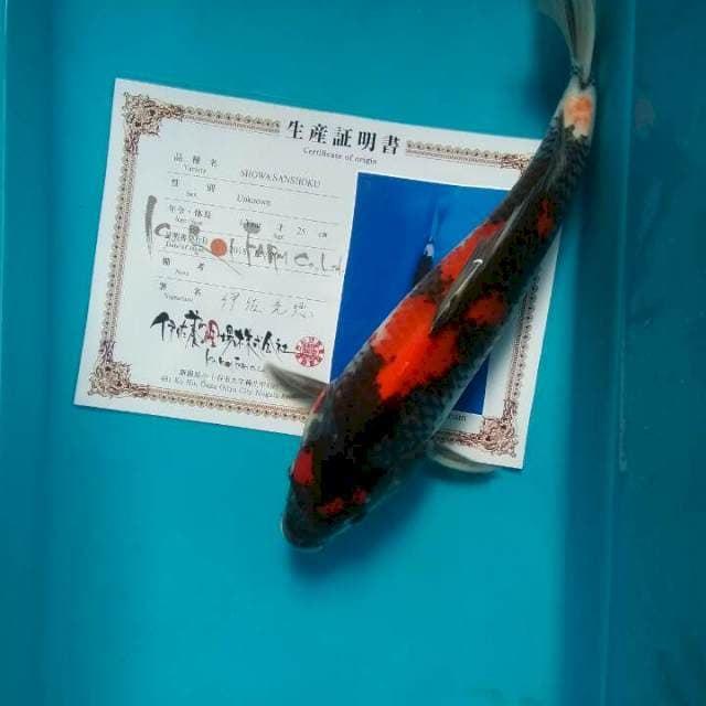Showa isa farm 35cm