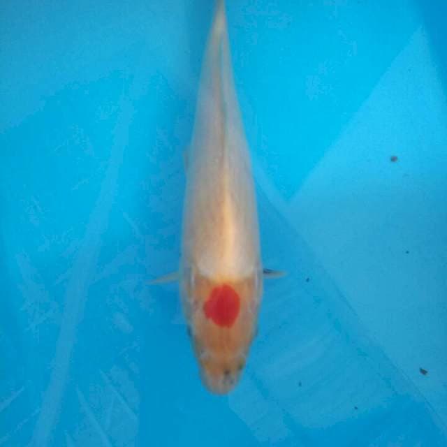 Tancho 29cm