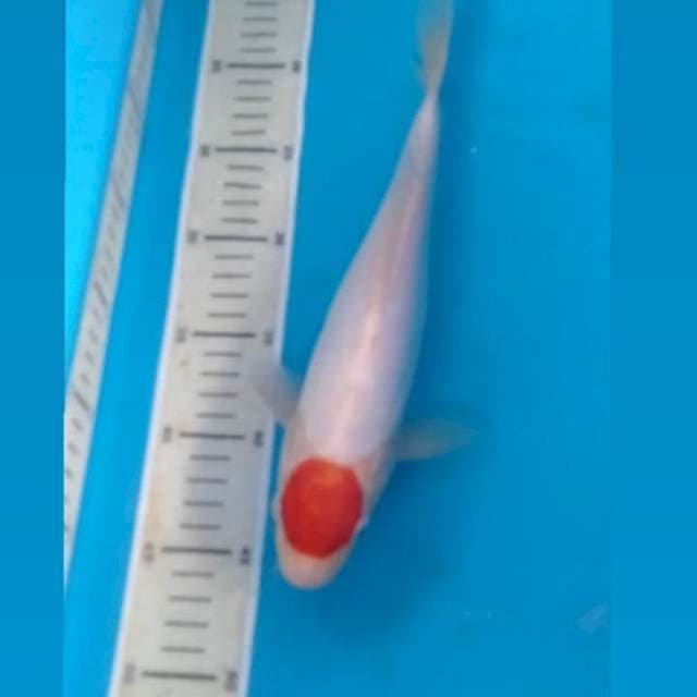 Tancho Doit Jantan 29 cm