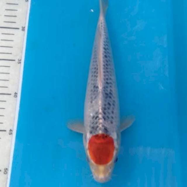 Tancho goshiki 28 cm