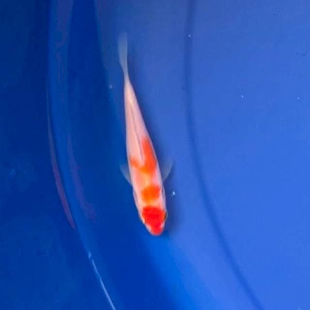 Kohaku Maruten F1 MOMOTARO
