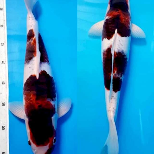 GOROMO JOSS 40cm MALE