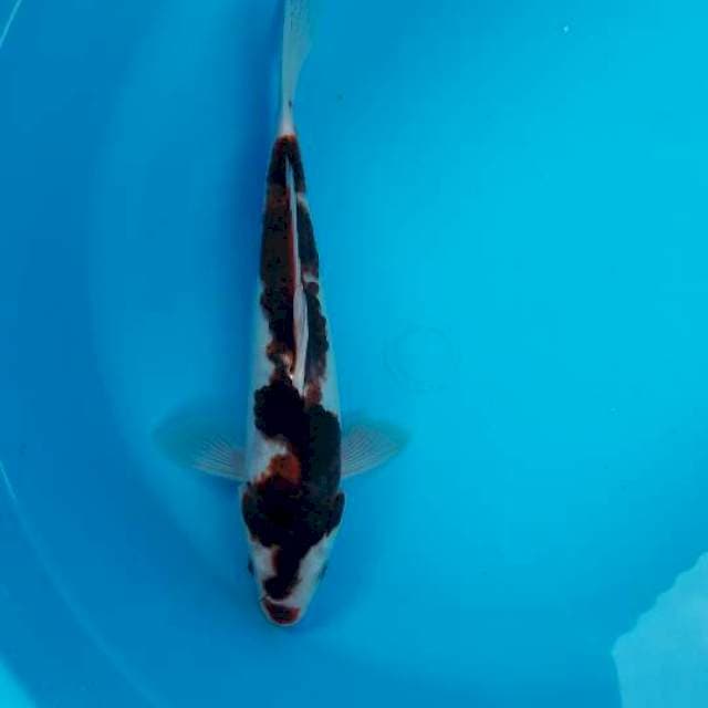 Goromo