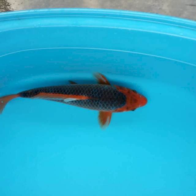 Quliti matsuba