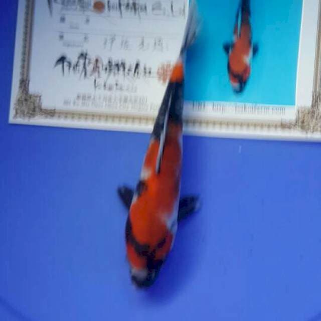Showa isa 26cm