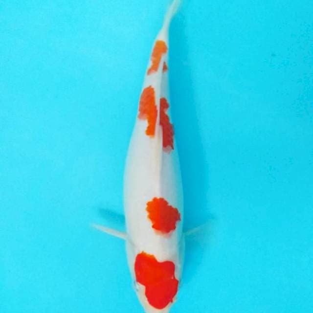 Kohaku 30 cm
