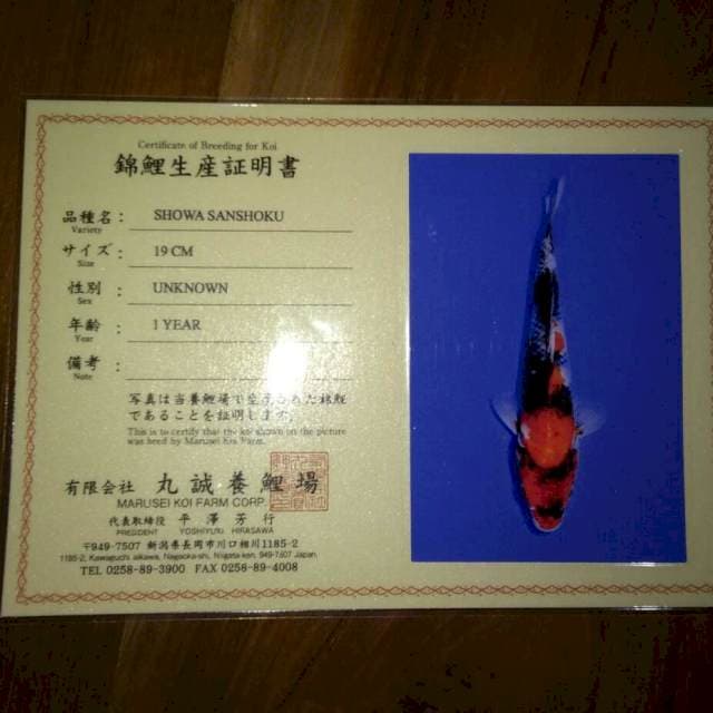 Showa shansoku (Marusei) 19cm. Import dan Sertifikat