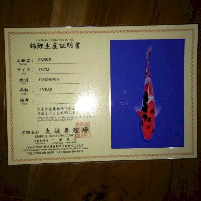 Sanke (Marusei) 18cm. Import dan Sertifikat