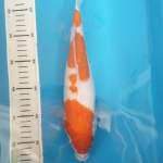 Kohaku mulus