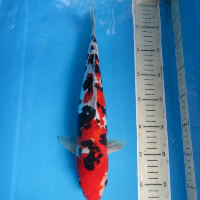 Daitsu35cm
