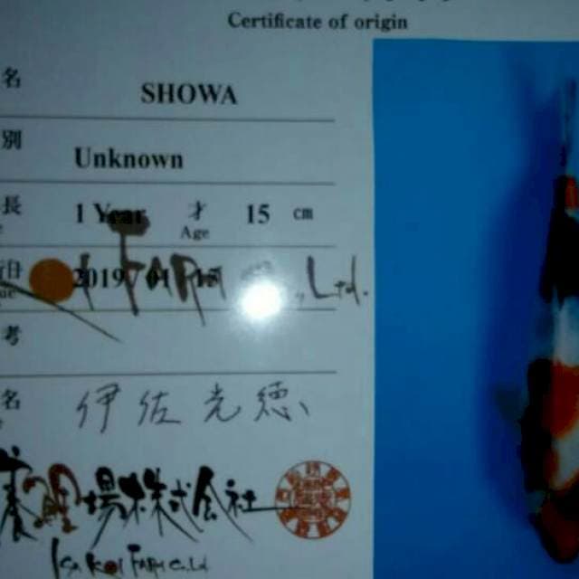 Showa isa koi farm