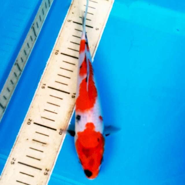 SHOWA 18CM T107