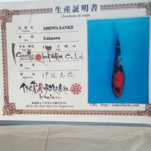 Showa ISA koi farm