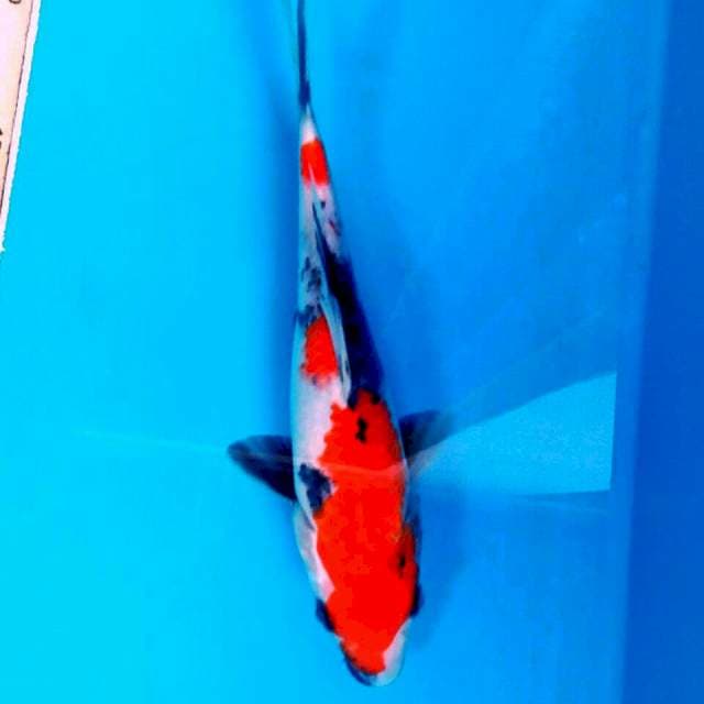 SHOWA 18CM T109