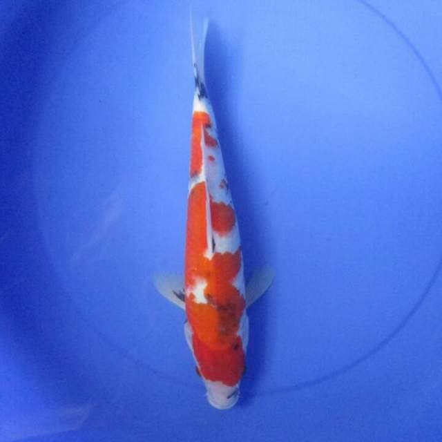 Sansoku