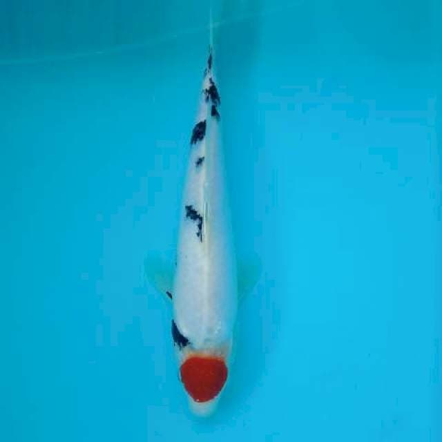 Tanco sanke 26 cm