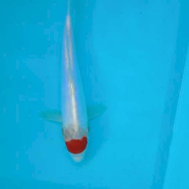 Tancho 26 cm