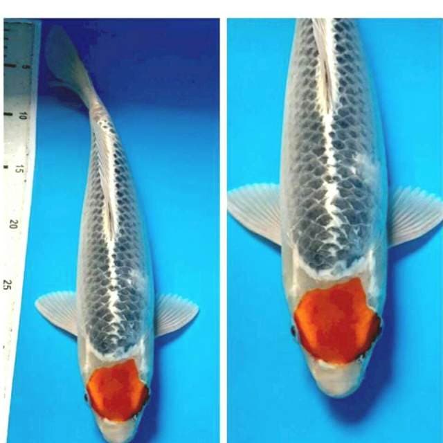 Tancho goshiki 35 cm