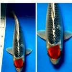 Tancho goshiki 35 cm