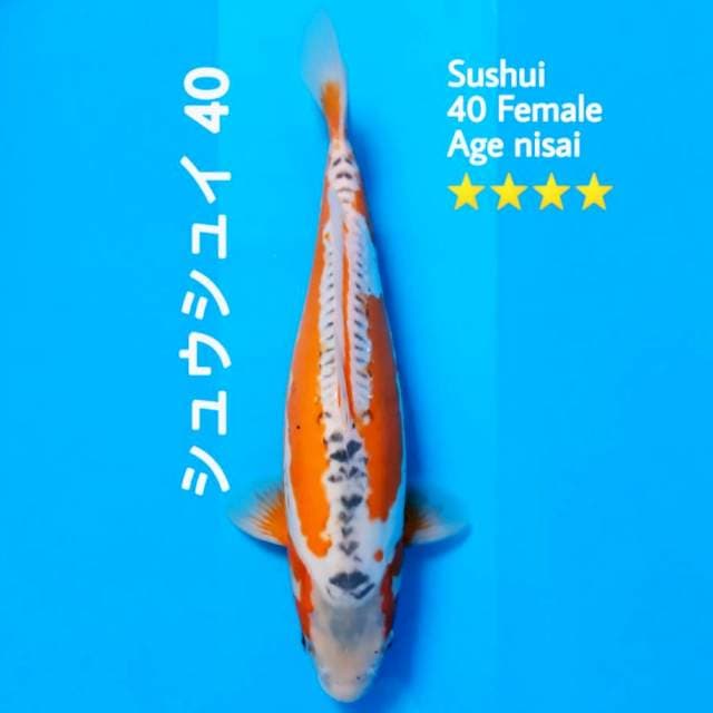 Sushui F1 tomezo