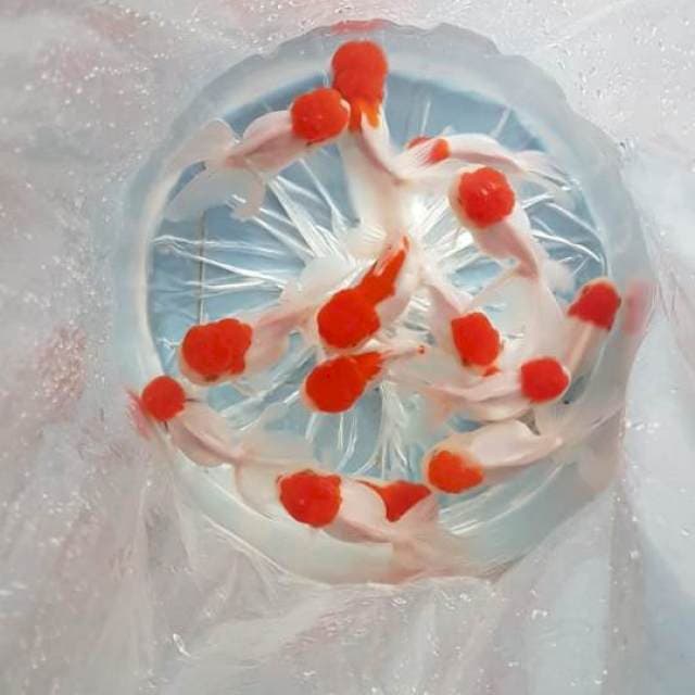 12 EKOR ORANDA 10-13cm