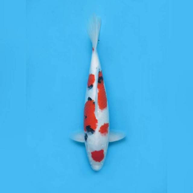 Maruten Taisho Sanke F1 , 40cm